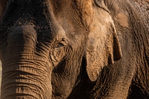 Mein Freund der Elefant