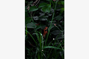 Der kleine Gecko