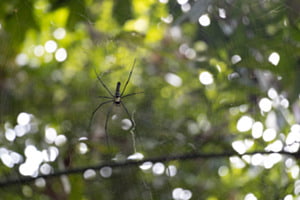 Big Spider