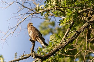 Auf der Jagd