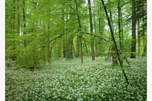 Bärlauchwald