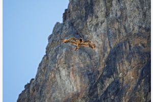 König der Alpen König der Alpen
