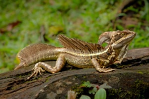 Basilisk, auch Jesus-Christus-Echse genannt. 