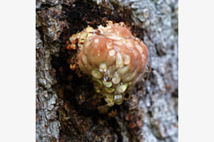 Am Baum