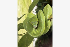 Grüner Baumpython Grüner Baumpython