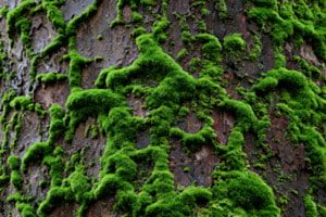 Moos Mosaik