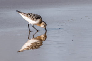 Sanderling