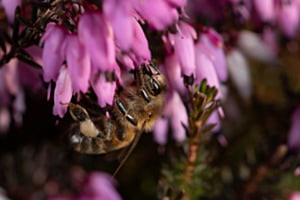 Bee