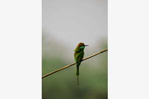 Beeeater