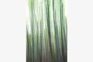 im Birkenwald