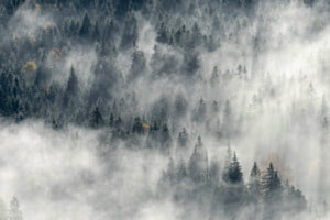 Bergwald im Nebel