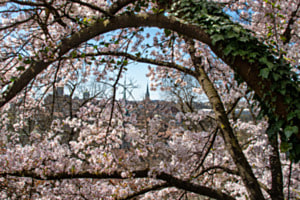 Bern im Frühling Bern im Frühling