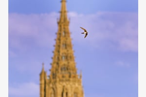 Alpensegler über Bern