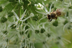 Wildbiene
