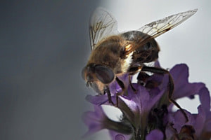 Biene