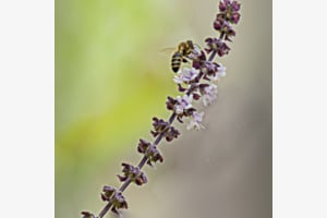 Biene Maja