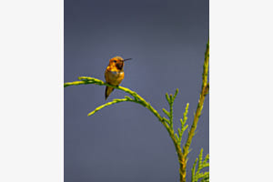 Lonely Bird Lonely Bird