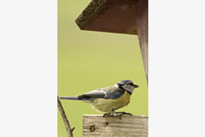Bird 