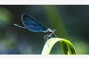 Blauflüglige Prachtlibelle