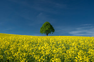 Bluescht