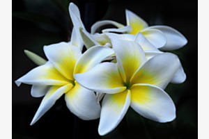 Blume