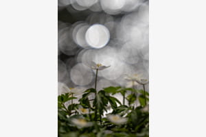 Blume am Wasser