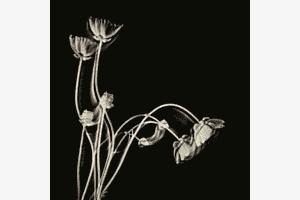 Flowers in motion3