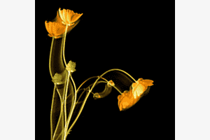 Flowers in motion