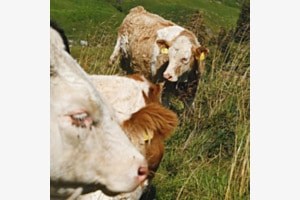 Ma vie de vache Ma vie de vache