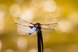 Libelle in Klingnau