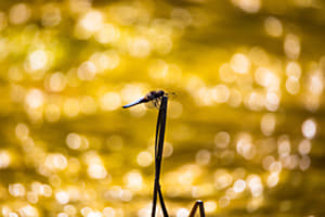 Bokeh mit Libelle