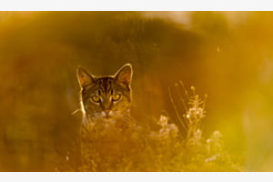 American Cat