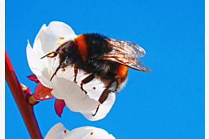 Pollinisation d'abricotier