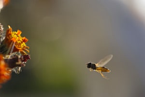 Im Anflug
