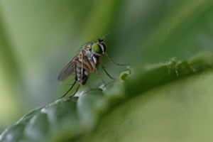 Langbein Fliege