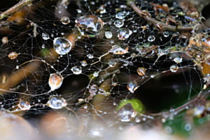 Spinnennetz nach dem Regen