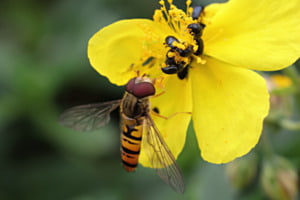 Wespenfliege