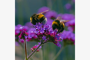 Bumbling bees