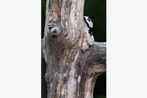 Buntspecht Buntspecht