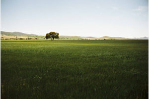 Different shades of green