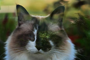 MY CAT MY CAT