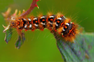 Caterpillar