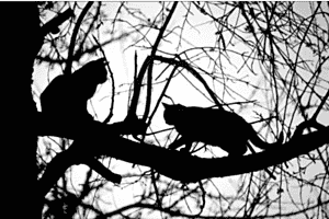 Cats Cats
