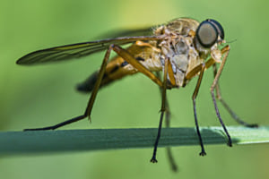 Fliege