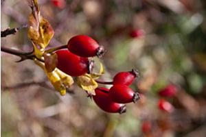 Fruits automnaux Fruits automnaux