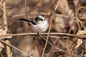 Observer Observer