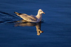 Relets du lac