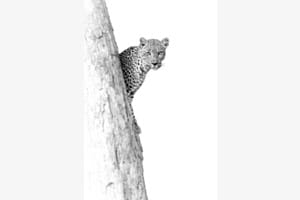 Quiet Observer