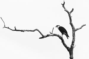 Crested Caracara