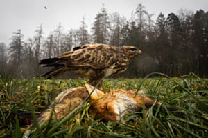 Life and Death Life and Death